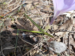 Crocus vernus