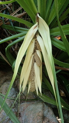 Pandanus kaida