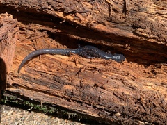 Plethodon montanus