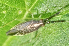 Heterotoma planicornis