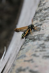 Eusphecia melanocephala