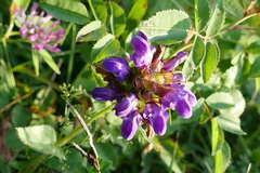 Prunella grandiflora