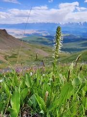 Lagotis integrifolia
