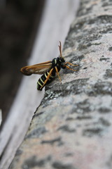 Eusphecia melanocephala