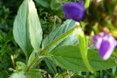 Prunella grandiflora