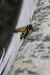 Eusphecia melanocephala