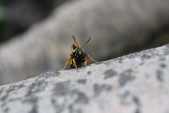 Eusphecia melanocephala