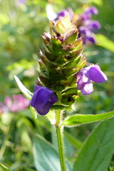 Prunella grandiflora