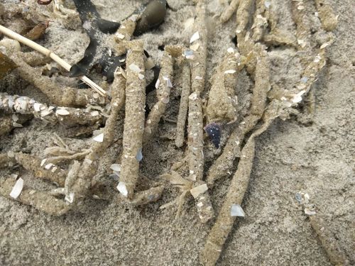 Sand Mason Worm, Schiermonnikoog, Schiermonnikoog, Friesland, Netherlands, photo 7 of 10