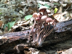Mycena sanguinolenta