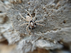 Menemerus semilimbatus