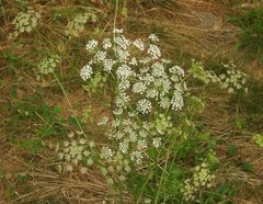 Peucedanum oreoselinum
