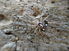 Menemerus semilimbatus