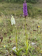 Gymnadenia densiflora