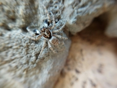 Menemerus semilimbatus