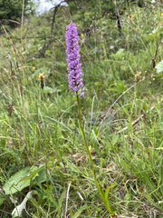 Gymnadenia densiflora