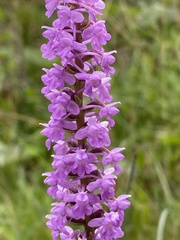 Gymnadenia densiflora