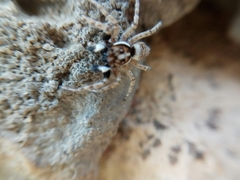 Menemerus semilimbatus