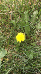 Taraxacum officinale