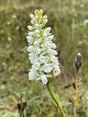 Gymnadenia densiflora