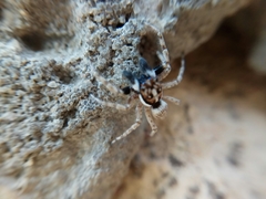 Menemerus semilimbatus