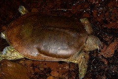 Apalone spinifera spinifera