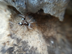 Menemerus semilimbatus