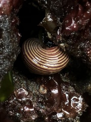 Calliostoma ligatum