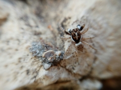 Menemerus semilimbatus