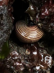 Calliostoma ligatum
