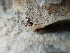 Menemerus semilimbatus