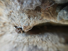 Menemerus semilimbatus