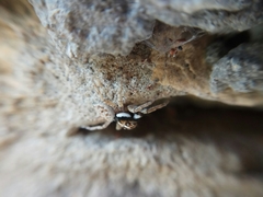 Menemerus semilimbatus