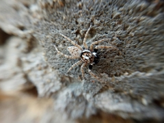 Menemerus semilimbatus