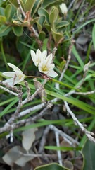 Tristagma bivalve