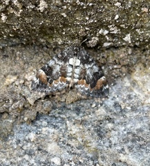 Dysstroma latefasciata