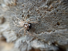 Menemerus semilimbatus