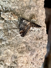 Dysstroma latefasciata