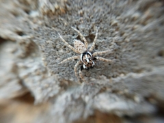 Menemerus semilimbatus