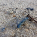 photo of By-the-wind Sailor (Velella velella)