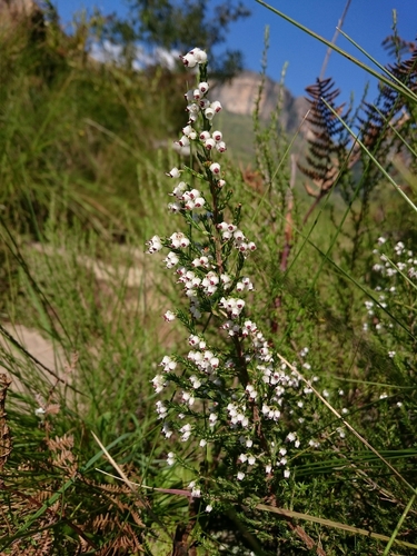 Image of Summer Heath (Erica aestiva) by (c) Henry de Lange, some rights reserved (CC BY)