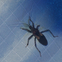 Acanthaspis westermanni