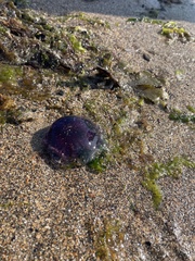Cyanea lamarckii