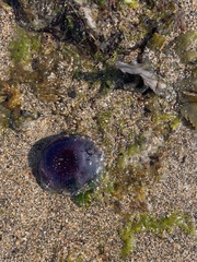 Cyanea lamarckii