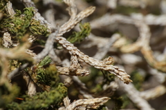 Selaginella mutica