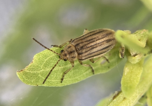 Marsh Elder Leaf Beetle