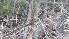 Troglodytes hiemalis