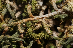 Selaginella mutica