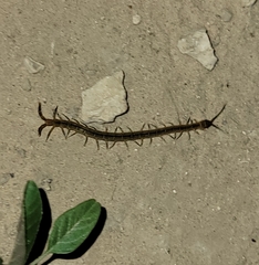 Arthrorhabdus pygmaeus