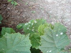 Erysiphe corylacearum